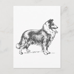 Collie Dog Postkarte