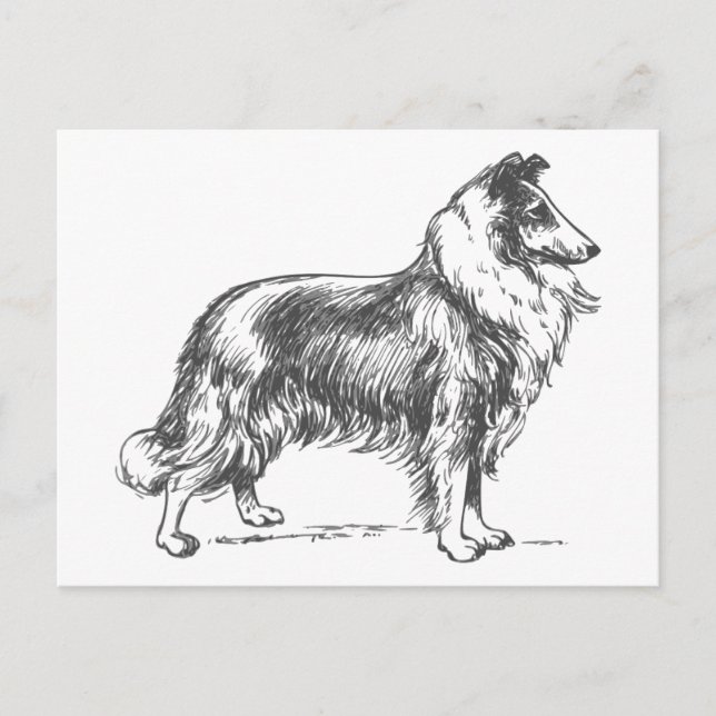 Collie Dog Postkarte (Vorderseite)