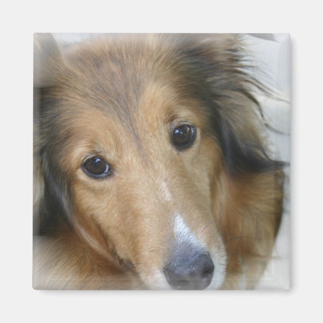 Collie Dog Square Magnet (Vorne)