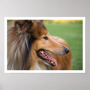 Collie Face Poster