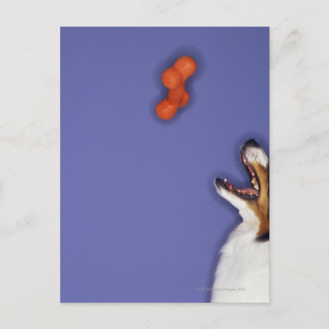 Collie fängt Kunststoffknochen Postkarte (Vorderseite)