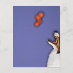 Collie fängt Kunststoffknochen Postkarte