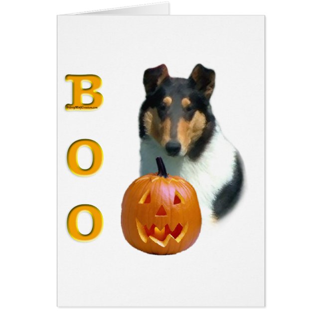 Collie (glatt) Boo (Vorne)