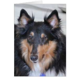 Collie Head Shot, dreisfarbige, raue Coat Collie