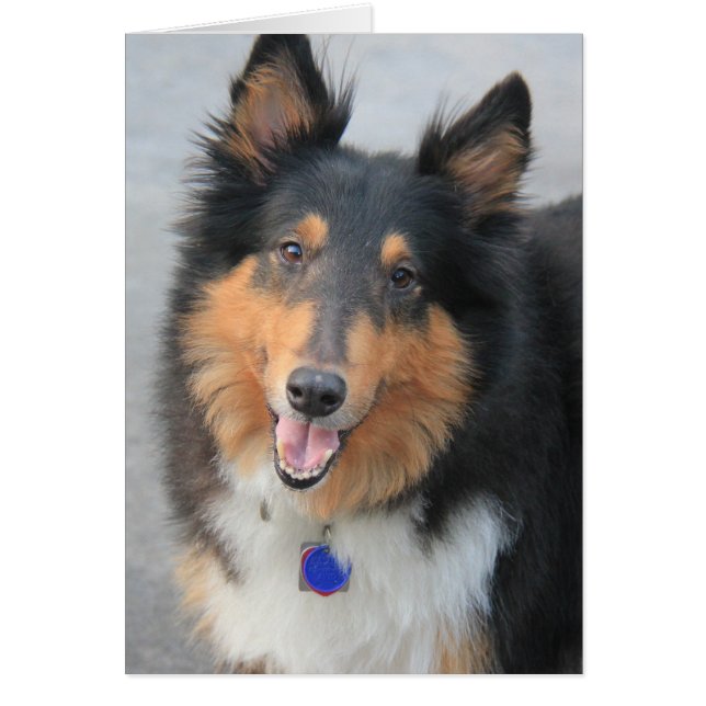 Collie Head Shot, dreisfarbige, raue Coat Collie (Vorne)