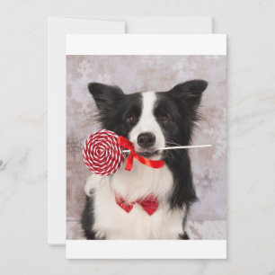 Collie-Hund Feiertagskarte