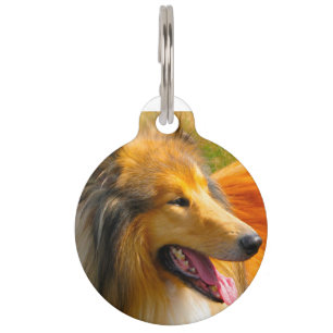 Collie Hund. Haustiermarke