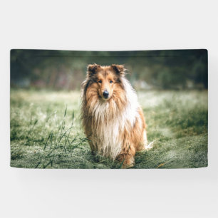Collie im rauen Grassland Banner