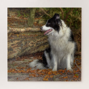 Collie im Wald 676 Stück Puzzle