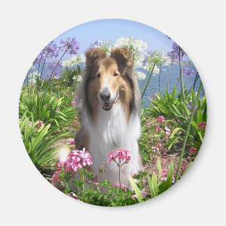 Collie in Blume Magnet