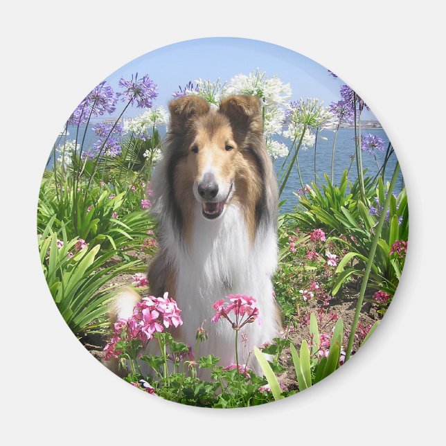 Collie in Blume Magnet (Vorne)