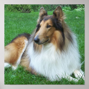 Collie in Grasplakat Poster