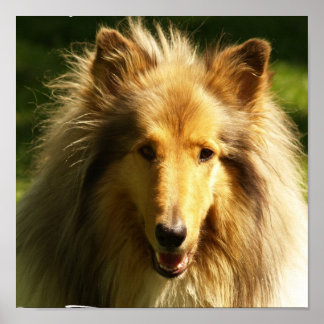 Collie Lassie Dog Print Poster