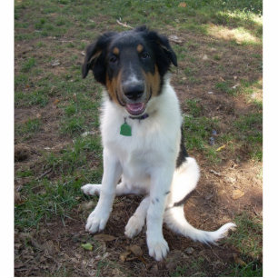 Collie (Mix) Fotoskulptur Magnet