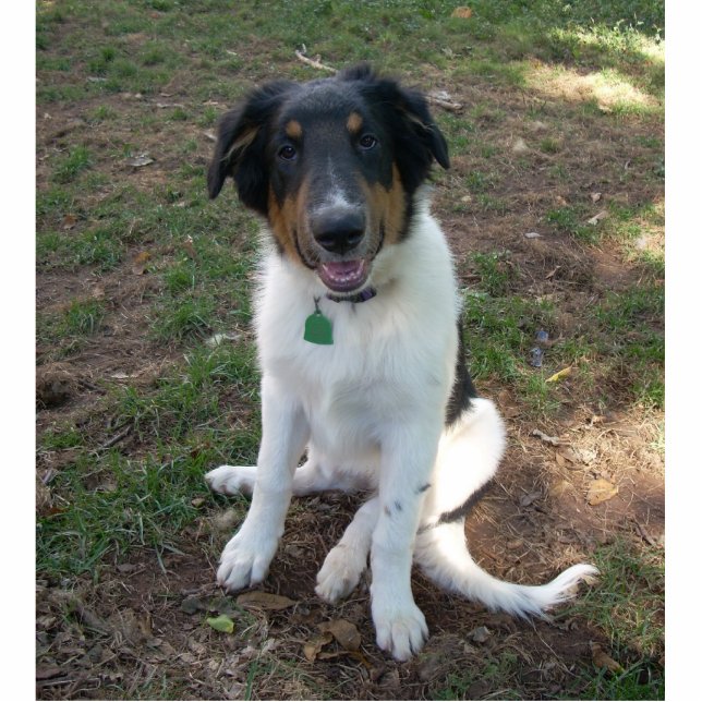 Collie (Mix) Fotoskulptur Magnet (Vorne)