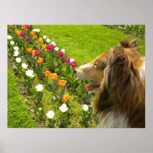 Collie N More Tulips Poster