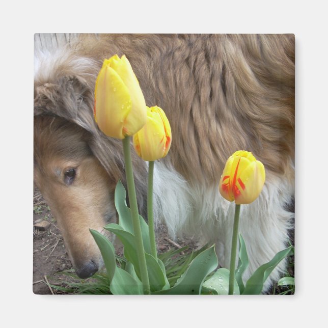 Collie N Tulips Magnet (Vorne)