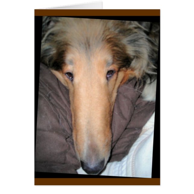 Collie "Nose" Liebe Card (Vorne)