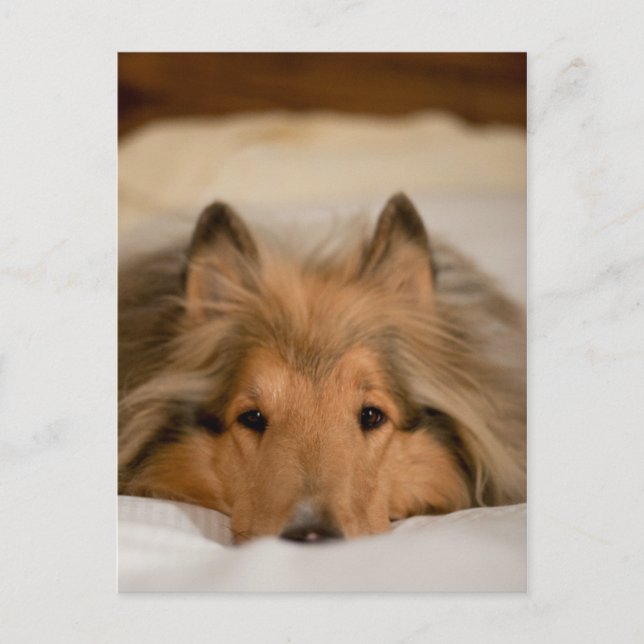 Collie Postcard Postkarte (Vorderseite)