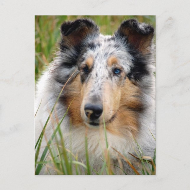 Collie Postkarte (Vorderseite)