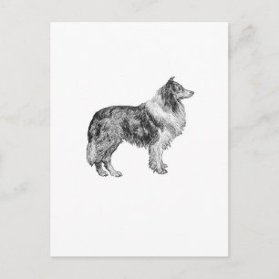 Collie Postkarte