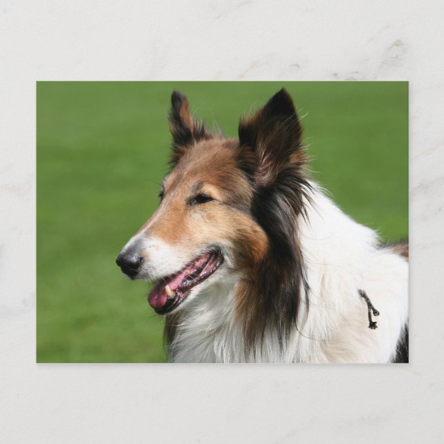 Collie Postkarte (Vorderseite)