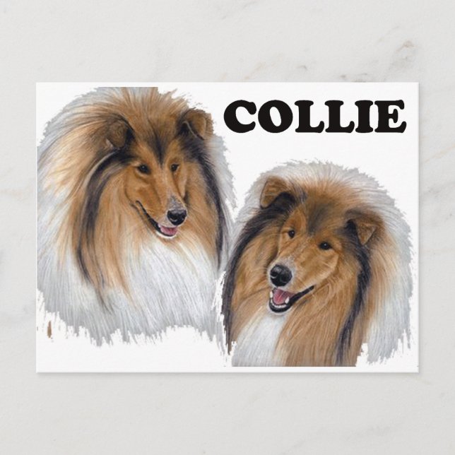 Collie Postkarte (Vorderseite)