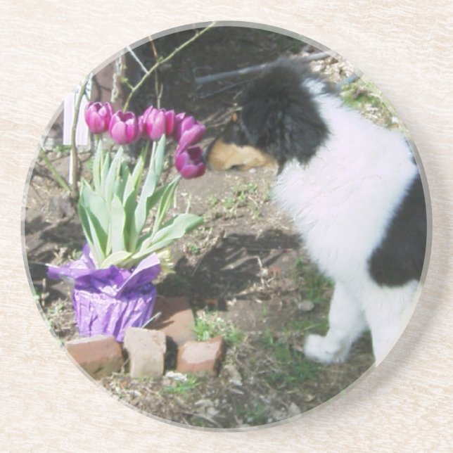 Collie Pup riecht die Blume Sandstein Untersetzer (Vorne)