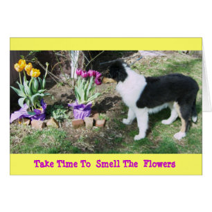 Collie Pup/Tulips Nehmen Sie Zeit 2, um die Blume 