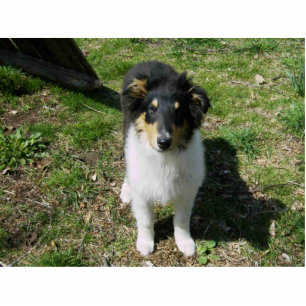 COLLIE PUPPY FREISTEHENDE FOTOSKULPTUR 