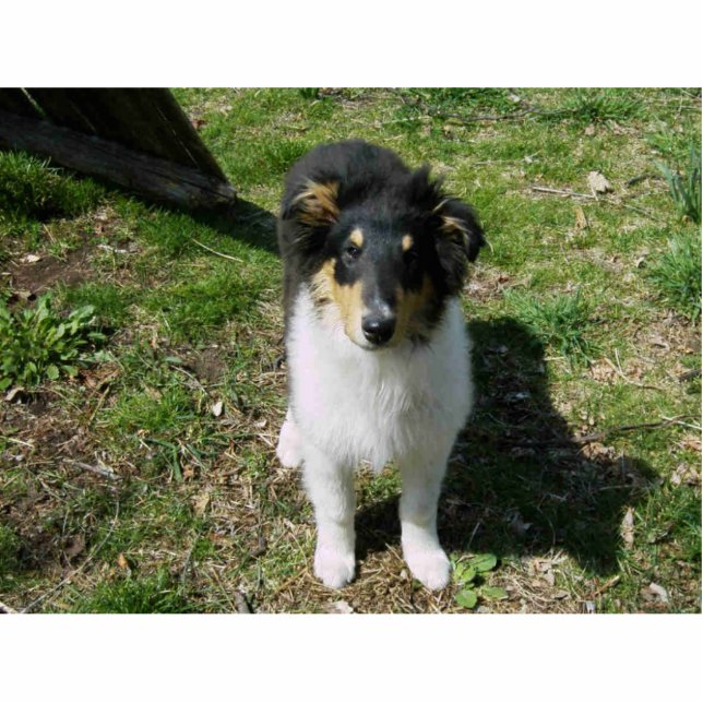COLLIE PUPPY FREISTEHENDE FOTOSKULPTUR  (Vorne)