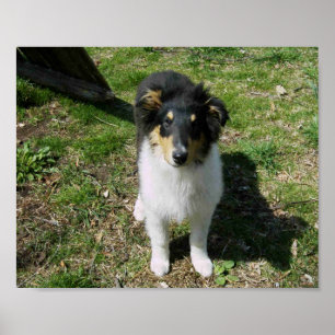 COLLIE PUPPY POSTER