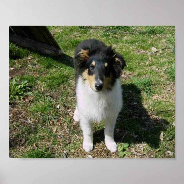 COLLIE PUPPY POSTER (Vorne)