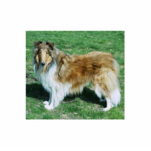 Collie Schlüsselanhänger - fotoskulpiert Fotoskulptur Schlüsselanhänger