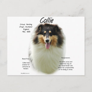 Collie (tri rau) History Design Postkarte