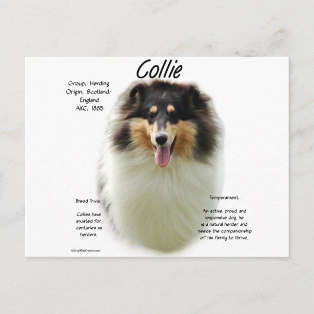 Collie (tri rau) History Design Postkarte (Vorderseite)