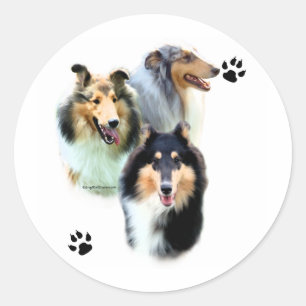 Collie Trio - Aufkleber