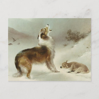 Collie und Schaf Postkarte