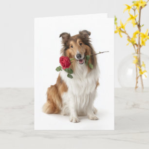 Collie Valentinstag – Sanfte Liebe mit einer Rose Karte