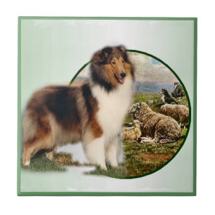 Collie-Wächter der Schafe Fliese