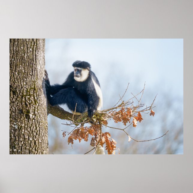 Colobus Monkey in der Kanopie Poster (Vorne)