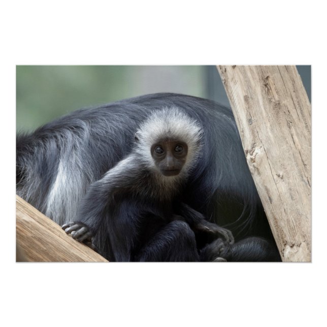 Colobus polykomos poster (Vorderseite)