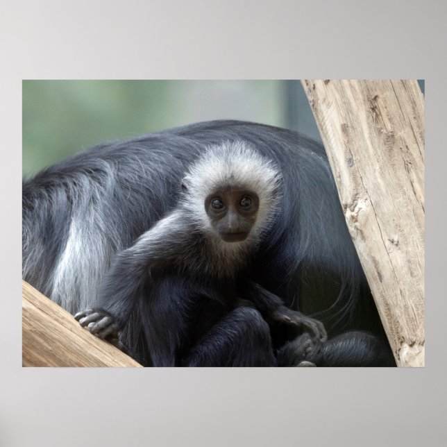 Colobus polykomos poster (Vorne)