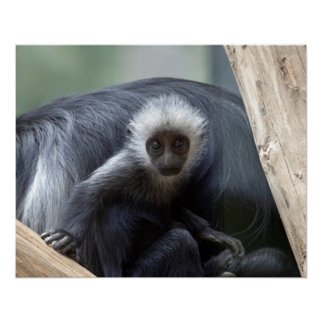 Colobus polykomos poster (Vorderseite)