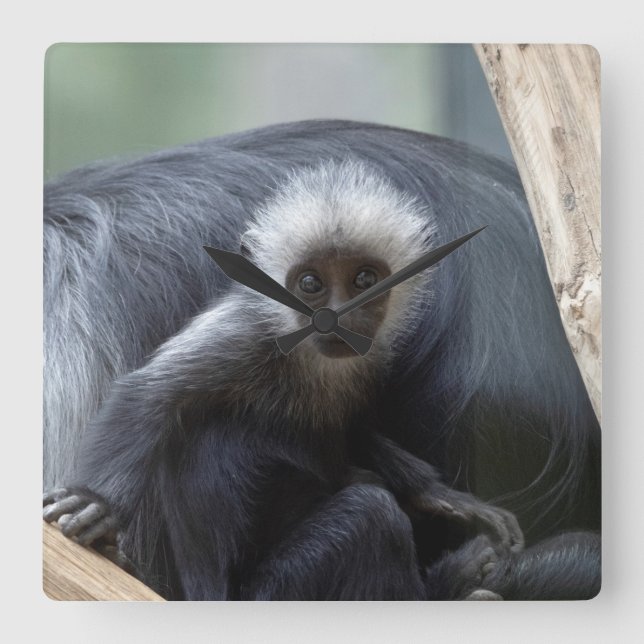 Colobus polykomos quadratische wanduhr (Vorderseite)