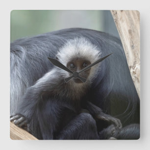 Colobus polykomos quadratische wanduhr
