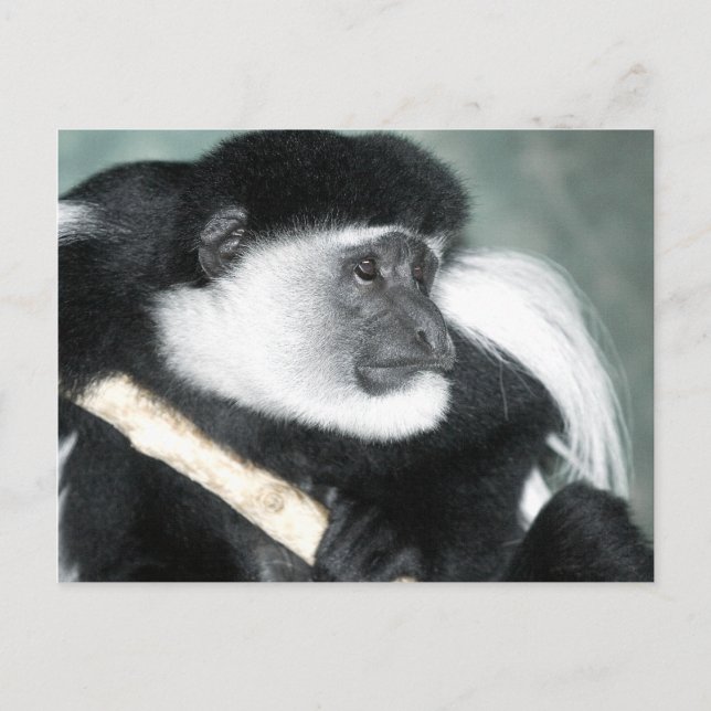 Colobus Ricci Postkarte (Vorderseite)