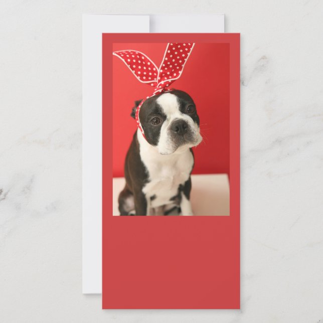 Cologalita Usamimi Photo cards (Vorderseite)