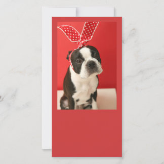 Cologalita Usamimi Photo cards