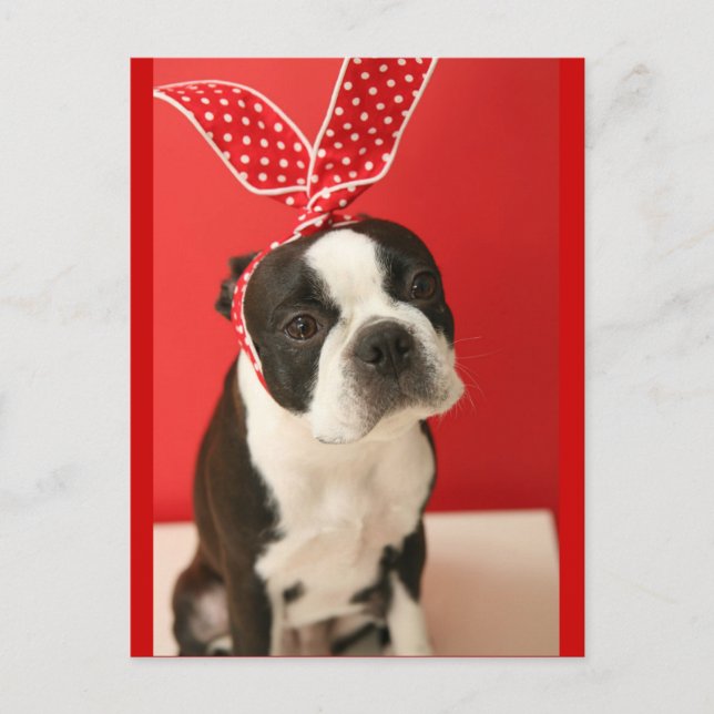 Cologalita Usamimi Postcards Postkarte (Vorderseite)